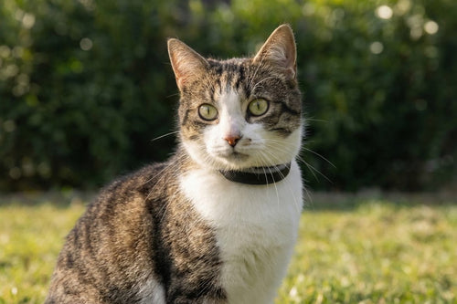 LOCALIZADOR INTELIGENTE PARA MASCOTAS